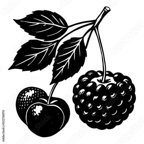 vector illustration of cherries