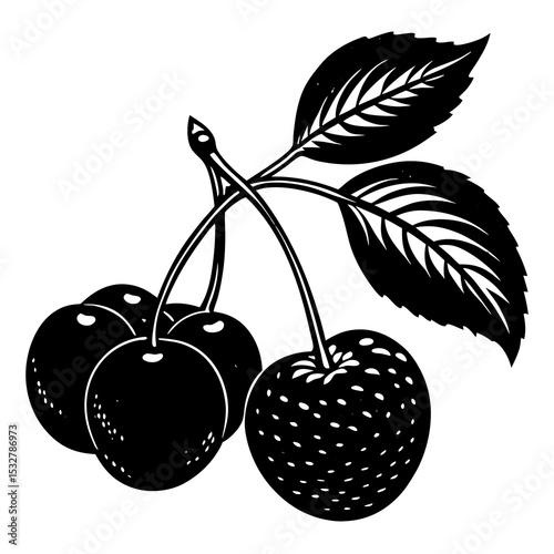cherries vector illustration
