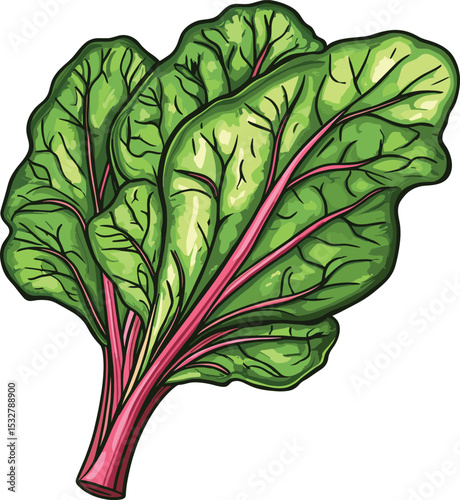 vector illustration of a green cabbage