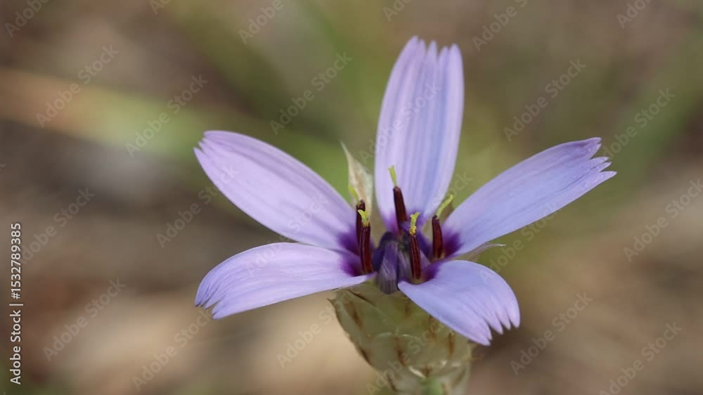 Fondo de planta hierba cupido Catananche caerulea en flor con fondo desenfocado, Bocairent, España