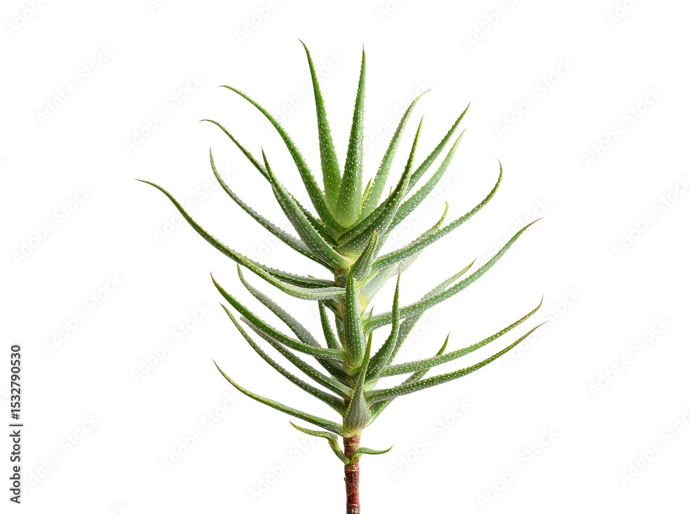 Fototapeta premium Aloe vera plant succulent isolated black background, Isolated On Transparent Background
