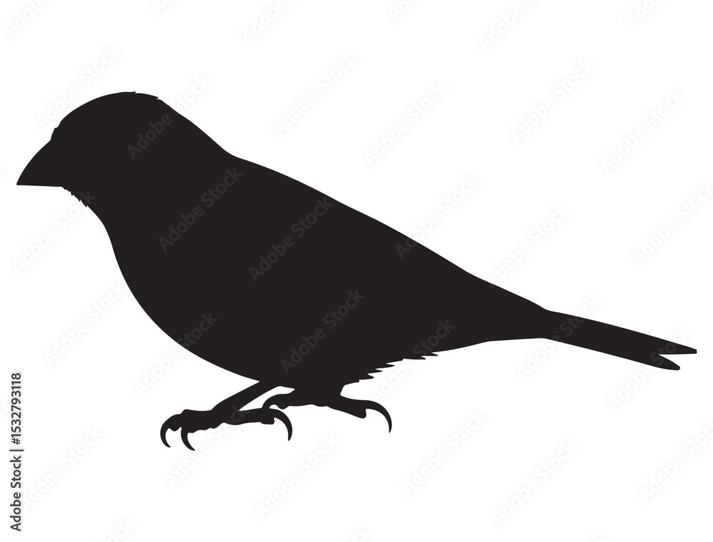 Obraz premium FINCH BIRD SILHOUETTE.