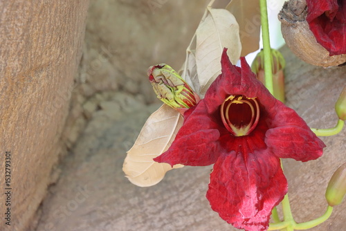 Close up of a red flower of the cannonball tree (Cannonball tree)