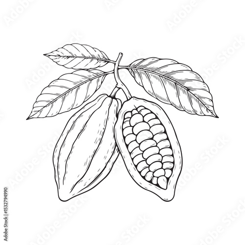 black cacao beans, Line art illustration of two cocoa pods on a branch with leaves