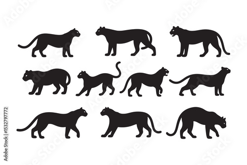 Set of Silhouettes of Panthera Species