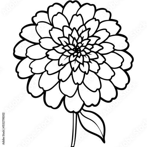 white dahlia flower