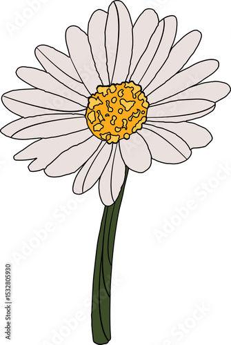 Stylized floral illustration is showing daisy flower on transparent backdrop, black-outlined petals