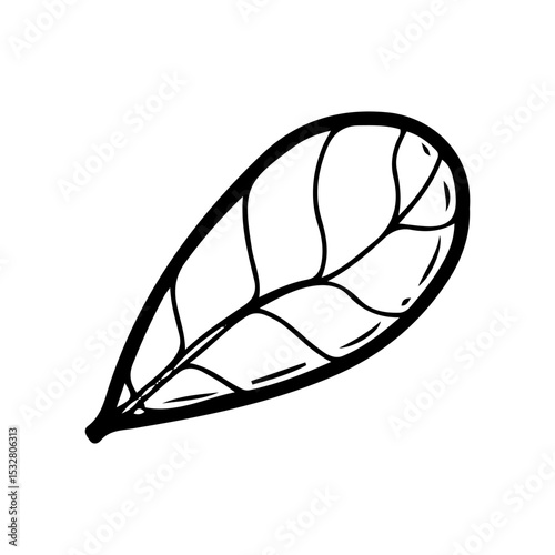 Peanut leaf. Hand drawn doodle vector. Agricultural green plant. Leaves. Flora. Illustration line art botanical element.