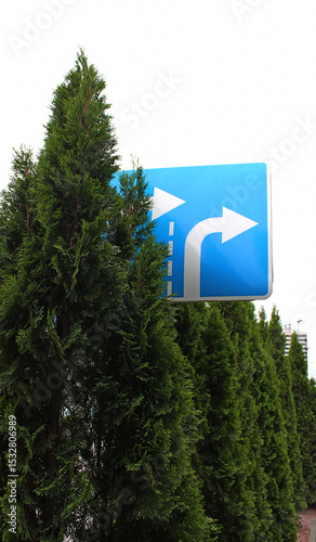 Green Hedge of Untrimmed Trees Blocks Road Sign with Right Turn Arrows in front of Crossroad