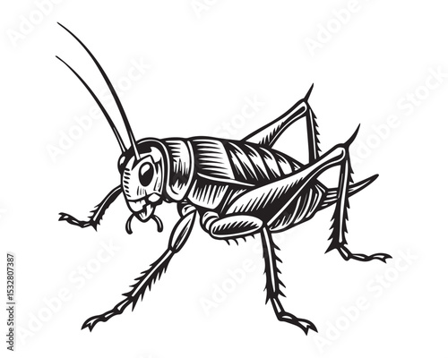 Highly Detailed Line Art Illustration of a Cricket Insect – Monochrome Profile View for Entomology Projects, Coloring Books, and Scientific Education Materials

