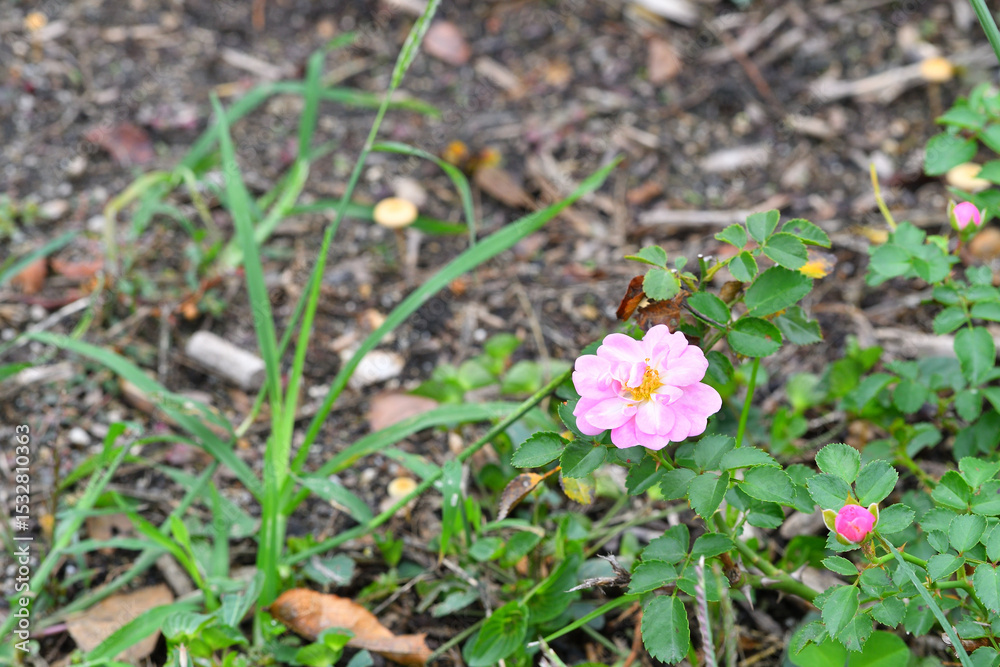 秋に咲くバラの花 秋に咲くバラの花