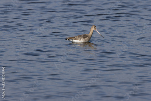 Black?tailed Godwit (Limosa limosa) in Dublin’s Bull Island – Estuarine Wader Habitat