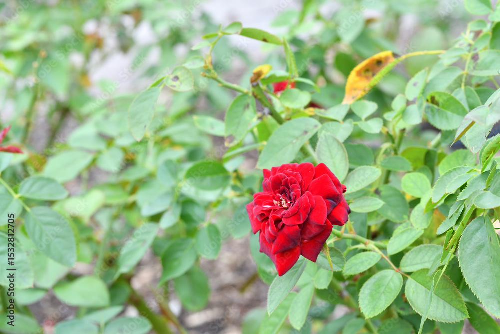 Obraz premium 秋に咲くバラの花