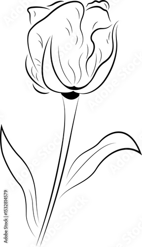 Line art illustration of tulip flower is showing bloom with stem and leaves, transparent background