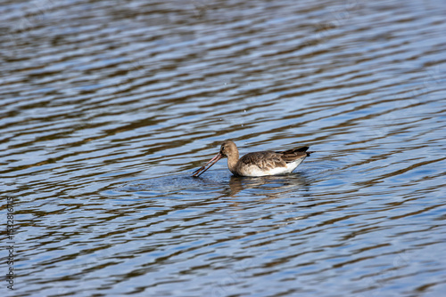 Black?tailed Godwit (Limosa limosa) in Dublin’s Bull Island – Estuarine Wader Habitat