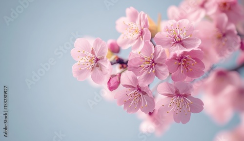 Backdrop of a blooming tree branch in summer
