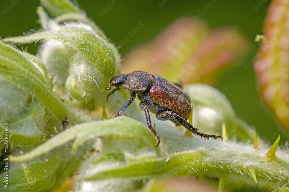 Naklejka premium macro side view of a brown Anisoplia villosa beetle on a green blackberry vine
