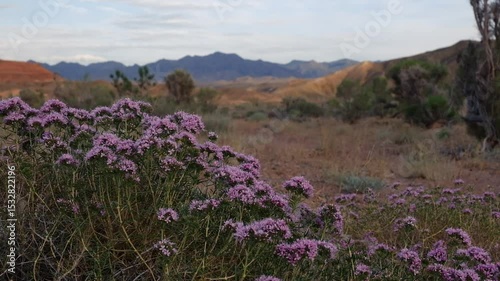 Thorny leaved plant, or Thorny-leaved plant, Acanthophyllum in spring in desert steppe mountains, purple flowers in front of clay yellow mountain in the evening. Boguty ridge in Kazakhstan.