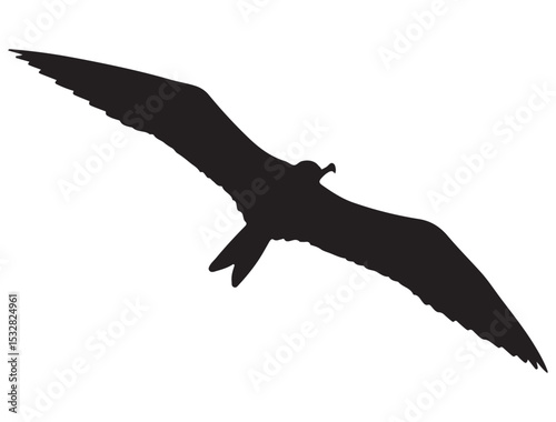  FRIGATEBIRD SILHOUETTE