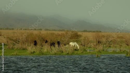 Horses graze on the lake shore in the morning in the spring foothills. Kapchagay reservoir Almaty Kazakhstan.