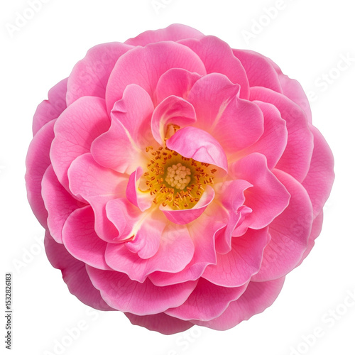 pink flower isolated on white background