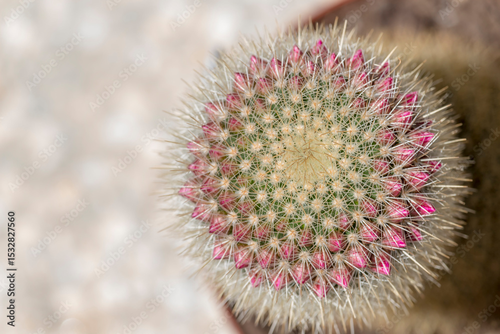 Fototapeta premium Mammillaria cactus in pink blooming flowers.