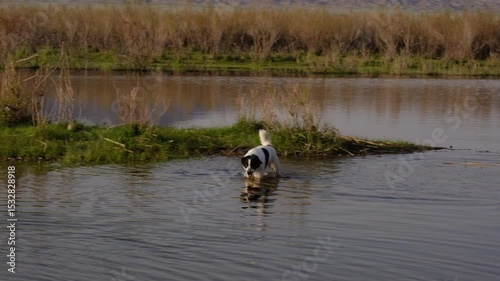 a black and white dog with a red collar looking for something in the water of a lake against the backdrop of spring mountains.