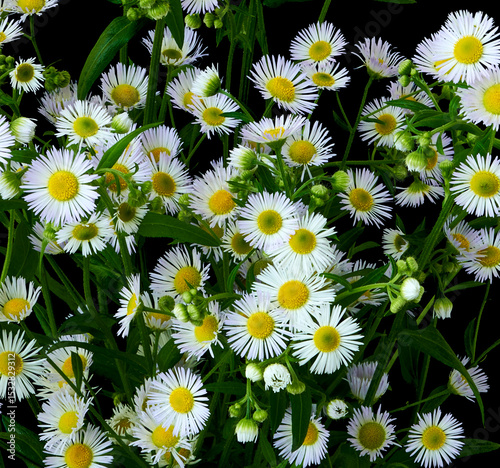 Fototapeta Naklejka Na Ścianę i Meble -  Phalacrolóma ánnuum flowers grow in garden