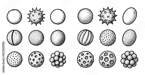 Pollen Grains Sketch Grid