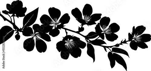 Silhouette of cherry blossom branch and magnolia flowers for elegant floral design