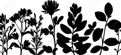 Herbal and medicinal plant silhouette border design for natural themed projects