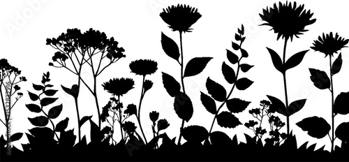 Silhouette border of herbs and medicinal plants for botanical design