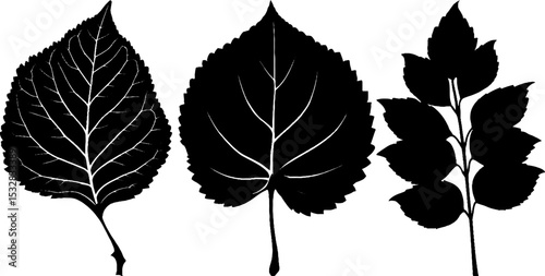Silhouette collection of poplar and plane tree leaves for nature design projects