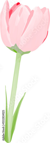 Pink tulip flower is blooming in flat design illustration, subtle gradients, transparent backdrop