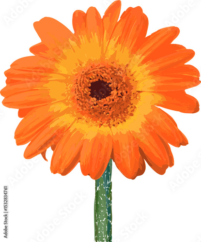 Fototapeta Naklejka Na Ścianę i Meble -  Orange gerbera daisy is appearing in botanical cutout style, green stem on transparent background