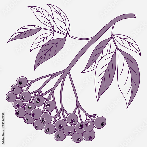 Illustration of purple rowan branch with berries and leaves on a light background