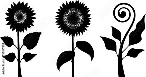 Sunflower seed head and leaf spiral design for nature and botanical art
