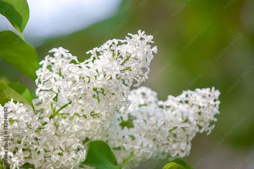 Fototapeta premium A branch of blooming lilac