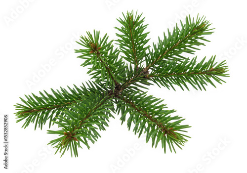 Fresh green spruce branch isolated on black