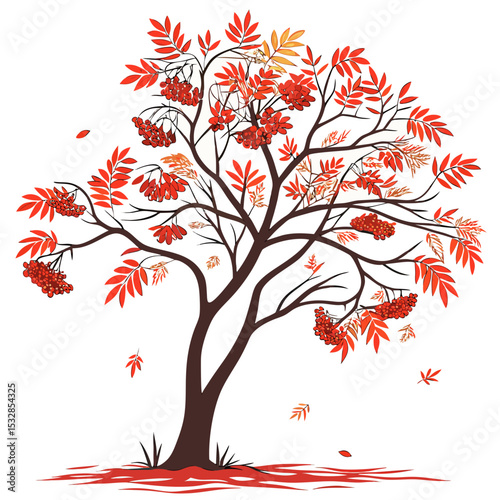 Autumn rowan tree with red berries and leaves