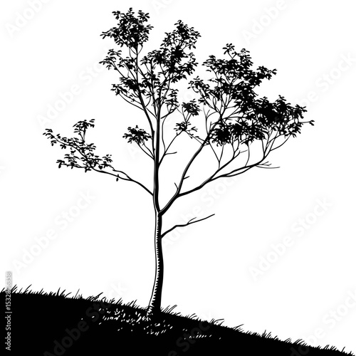 Silhouette of a single tree on a hill