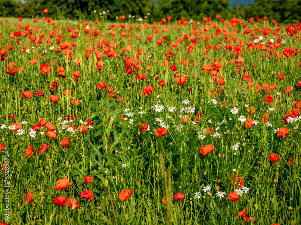 Fototapeta premium Klatschmohnblüten im Getreidefeld