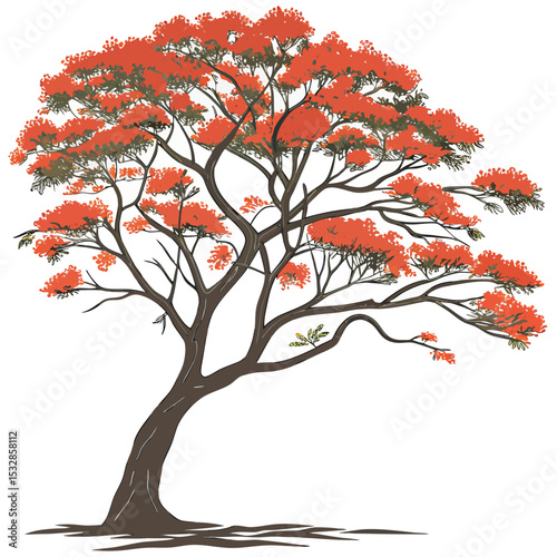 Vibrant flame tree illustration with lush blooms