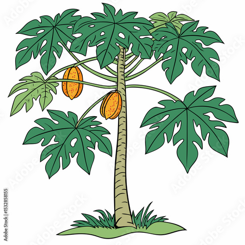 Illustration of a papaya tree with ripe fruit