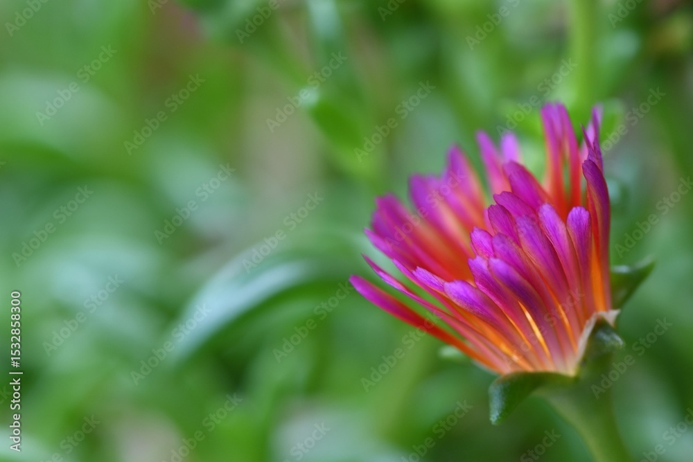 Fototapeta premium Zamykająca wieczorem kolorowe płatki słonecznica (Delosperma cooperi), odmiana 