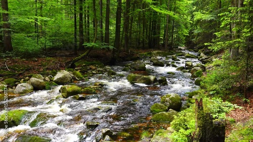 mountain river after heavy rainfalls, flowing water, mossy rocks in forest landscape. natural sound
