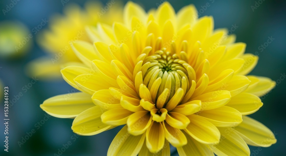 Fototapeta premium Close-up of a vibrant yellow flower with many delicate petals, blurred background