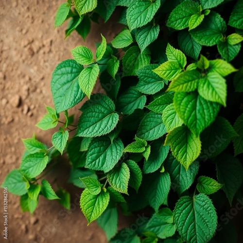 green leaves background