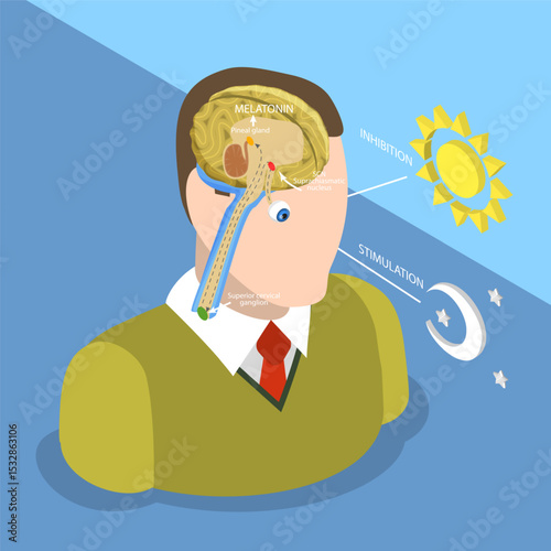 3D Isometric Flat Vector Illustration of Natural Sleep-wake Biological Process, Understanding How Daylight Affects Melatonin Production And Body Clocks In Humans