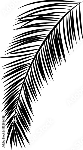 Displaying flat palm frond showing diagonal curved stem with leaflets and transparent background